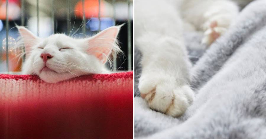「擼貓感」床品在日本熱銷，質感與貓毛十分相似